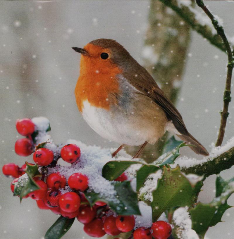 I wish all my customers and visitors to my website a very merry Christmas with good health, good luck and happiness throughout the New Year. Best regards to all   -  Arthur